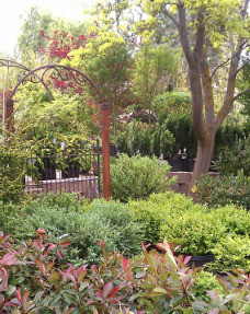 Madeline George Garden Design Nursery Services Nursery Services